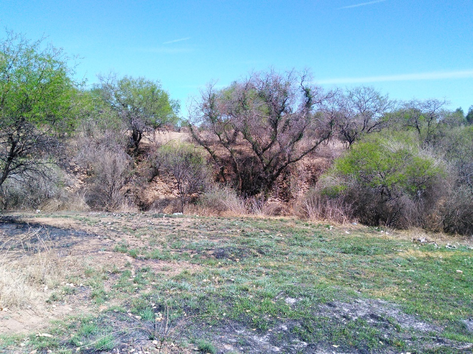 Imagen de Terreno Rancho de 4.6 hectareas pegado al municipio de San Pedro Zacatecas numero 7